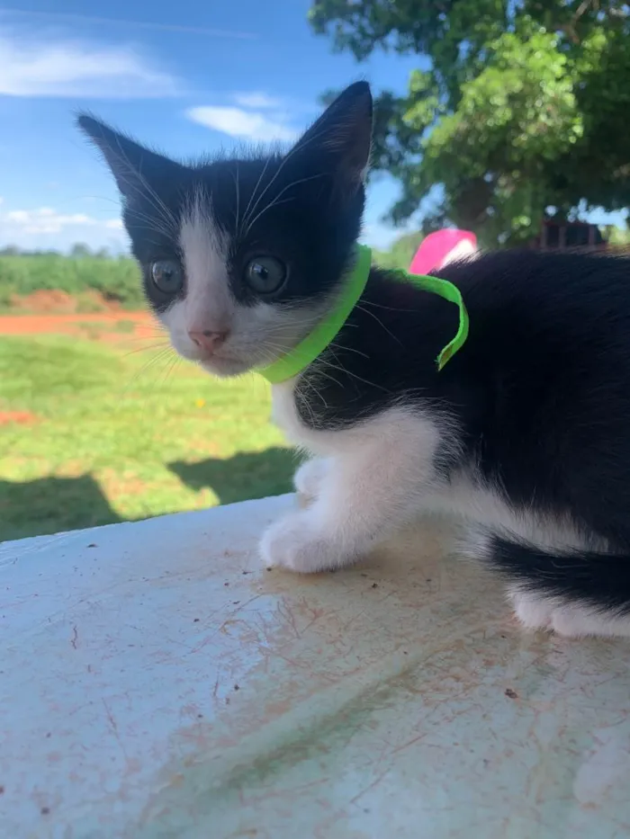 Gato ra a SRD-ViraLata idade 2 a 6 meses nome Sem nome 