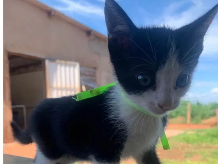 Gato ra a SRD-ViraLata idade 2 a 6 meses nome Sem nome 