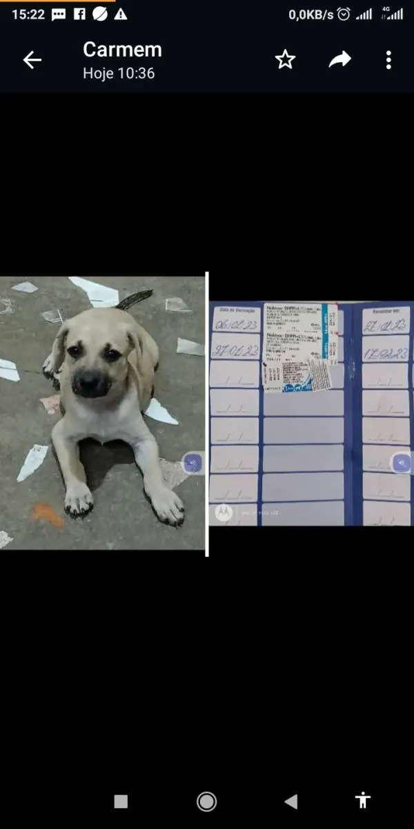 Cachorro ra a SRD todas as racas idade 2 a 6 meses nome Toby