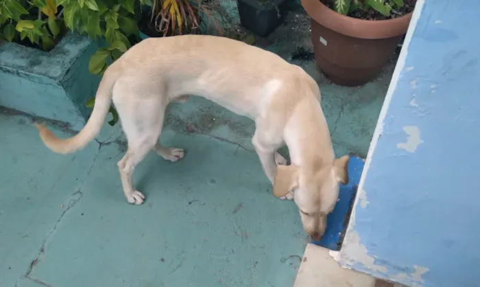 Cachorro raça LABRADOR idade 7 a 11 meses nome BOB