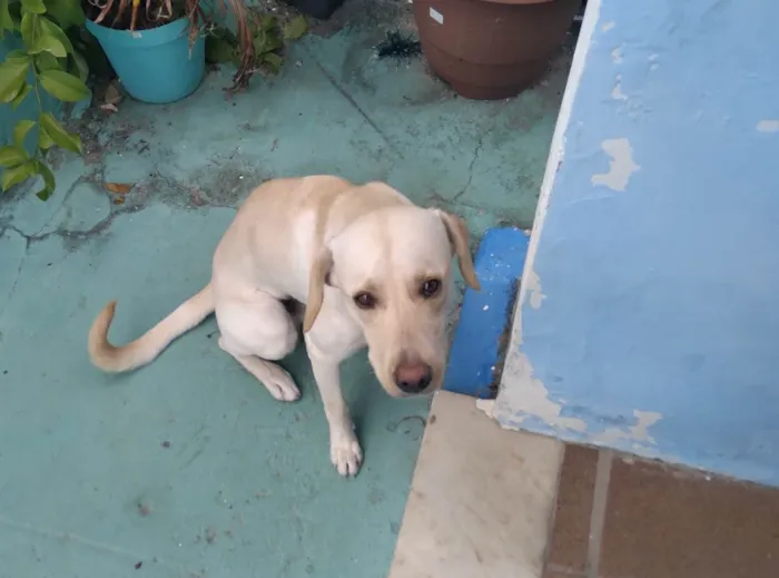 Cachorro raça LABRADOR idade 7 a 11 meses nome BOB