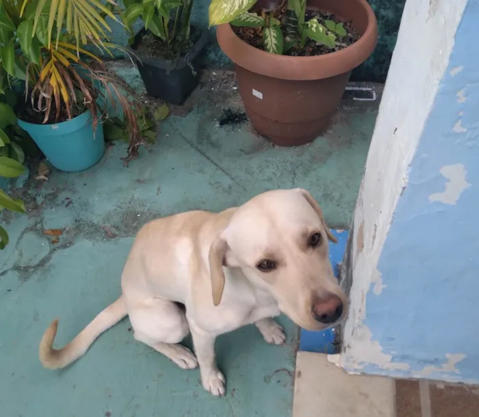 Cachorro raça LABRADOR idade 7 a 11 meses nome BOB