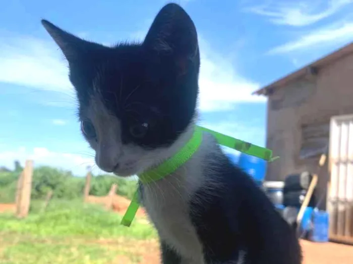 Gato ra a SRD-ViraLata idade 2 a 6 meses nome Sem nome 