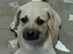 Cachorro ra a SRD todas as racas idade 2 a 6 meses nome Toby
