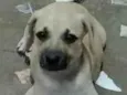 Toby