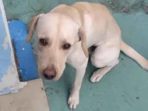Cachorro raça LABRADOR idade 7 a 11 meses nome BOB