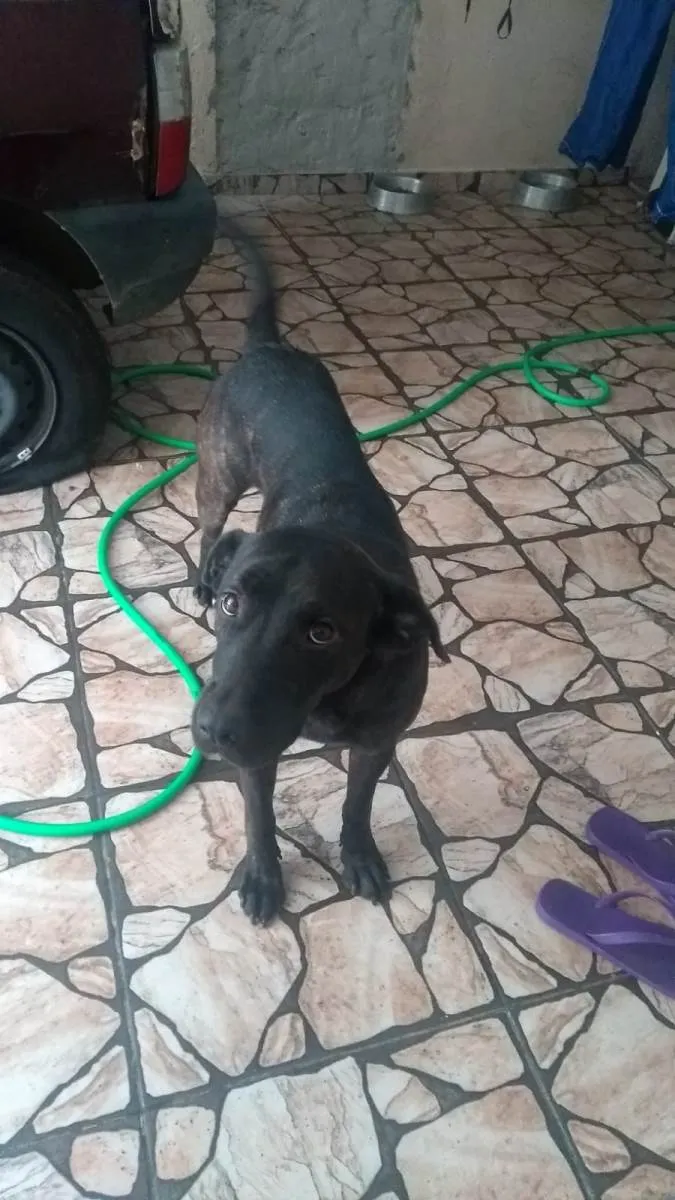 Cachorro ra a SRD-ViraLata idade 3 anos nome Amora