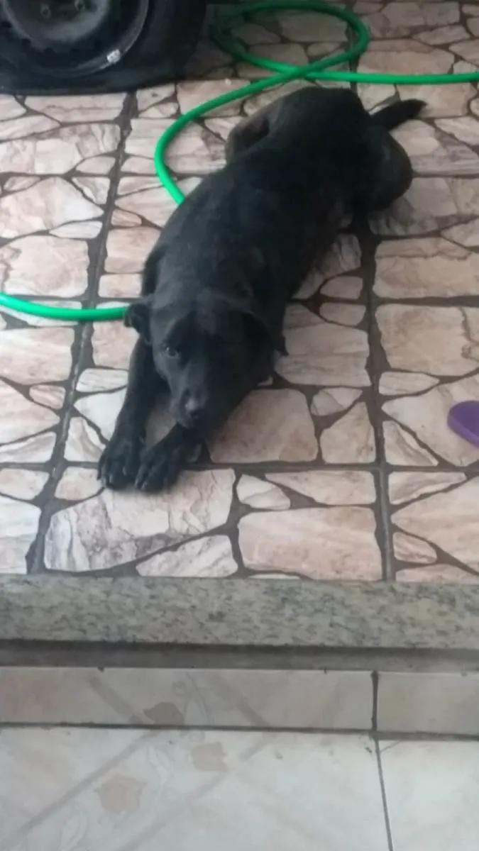 Cachorro ra a SRD-ViraLata idade 3 anos nome Amora