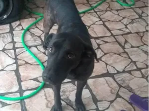 Cachorro raça SRD-ViraLata idade 3 anos nome Amora