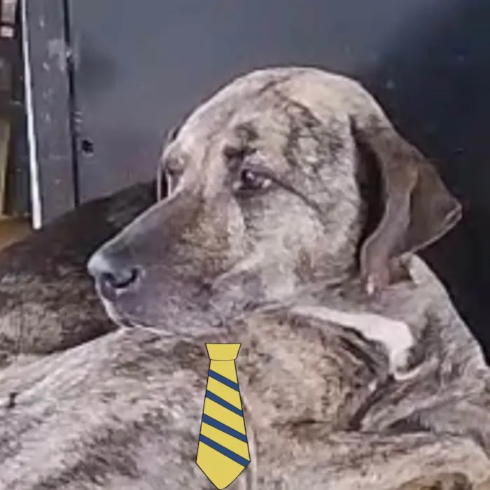 Cachorro raça Mestico  idade 7 a 11 meses nome Thor 