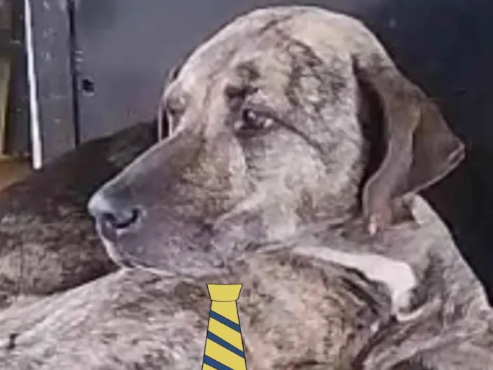 Cachorro raça Mestico  idade 7 a 11 meses nome Thor 