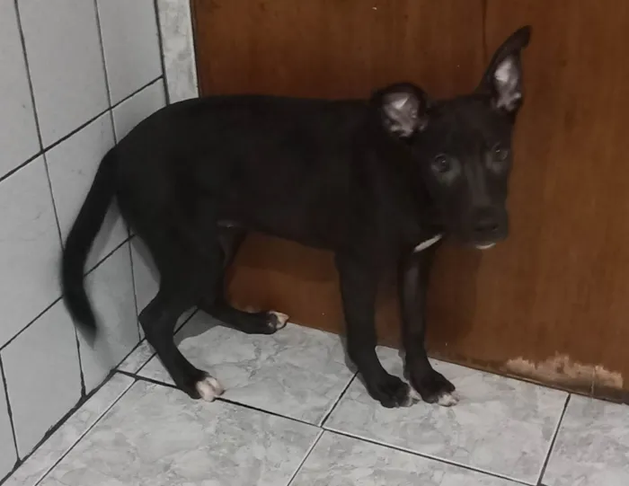 Cachorro ra a Não definido  idade 2 a 6 meses nome Pipoca