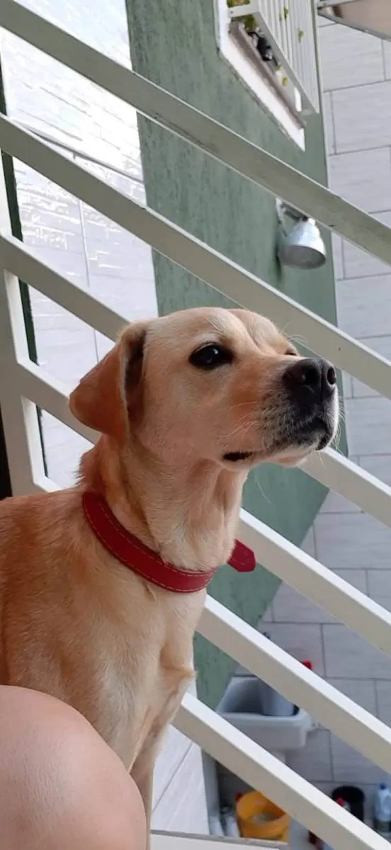 Cachorro ra a Labrador não puro idade 6 ou mais anos nome Paçoca