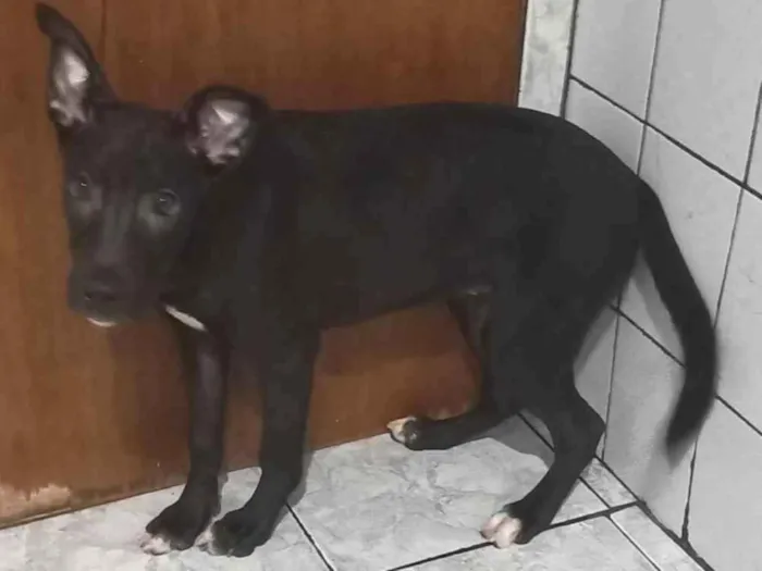 Cachorro ra a Não definido  idade 2 a 6 meses nome Pipoca