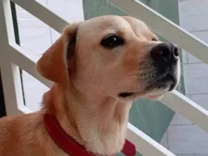Cachorro raça Labrador não puro idade 6 ou mais anos nome Paçoca