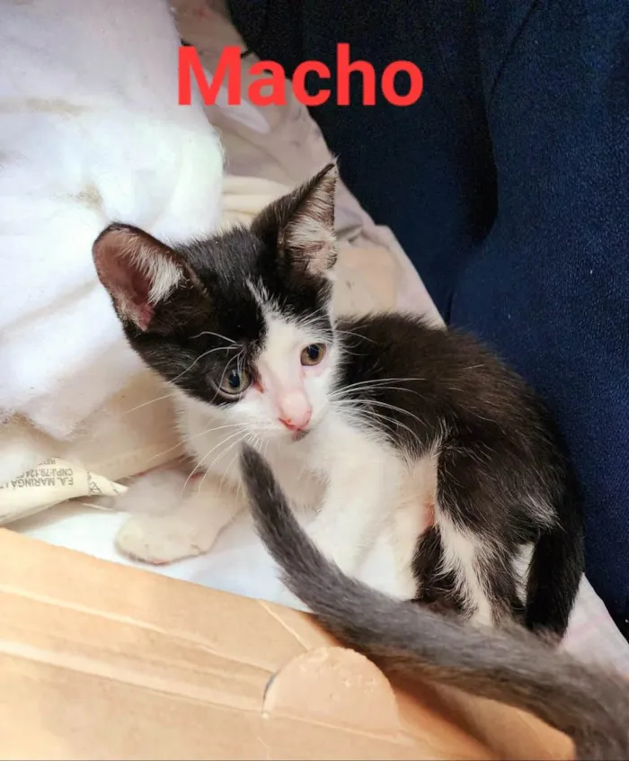 Gato ra a SRD-ViraLata idade Abaixo de 2 meses nome Marte e bela