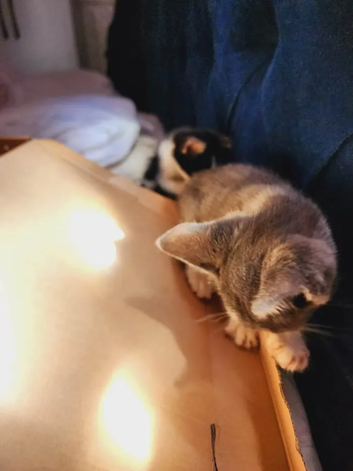 Gato ra a SRD-ViraLata idade Abaixo de 2 meses nome Marte e bela
