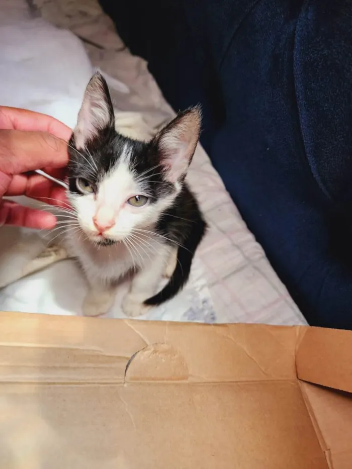 Gato ra a SRD-ViraLata idade Abaixo de 2 meses nome Marte e bela