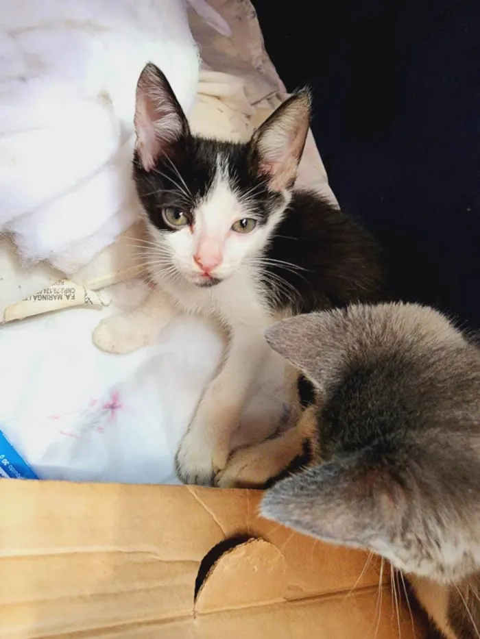 Gato ra a SRD-ViraLata idade Abaixo de 2 meses nome Marte e bela