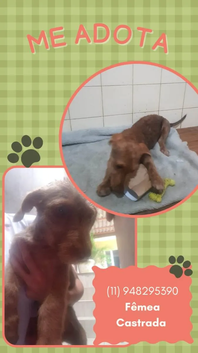 Cachorro raça Srd idade 2 a 6 meses nome Mel