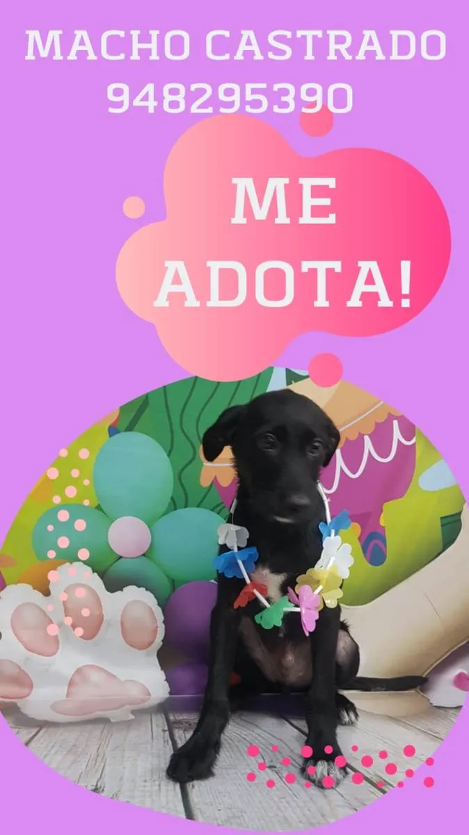 Cachorro raça Srd  idade 2 a 6 meses nome Thor