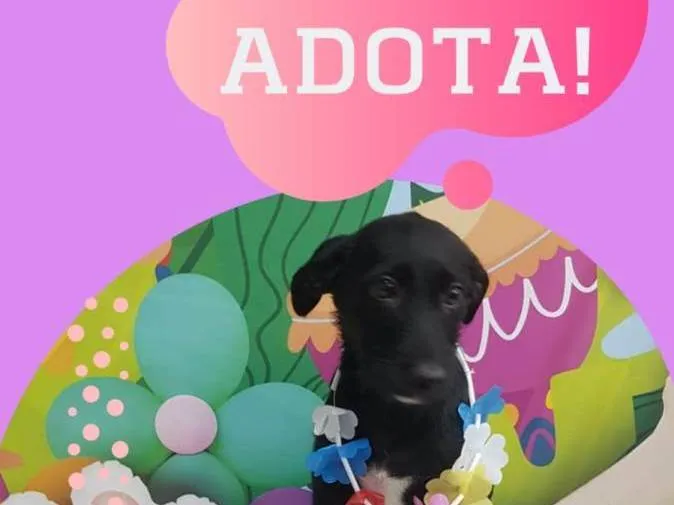 Cachorro raça Srd  idade 2 a 6 meses nome Thor
