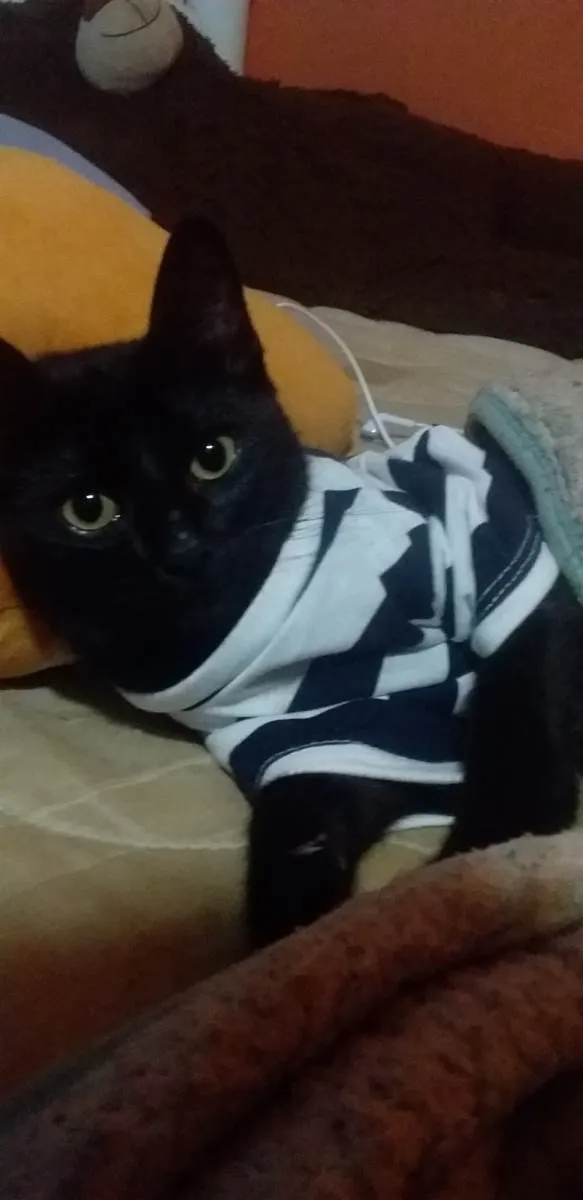 Gato raça SRD-viraLata idade 2 a 6 meses nome (sem nome)