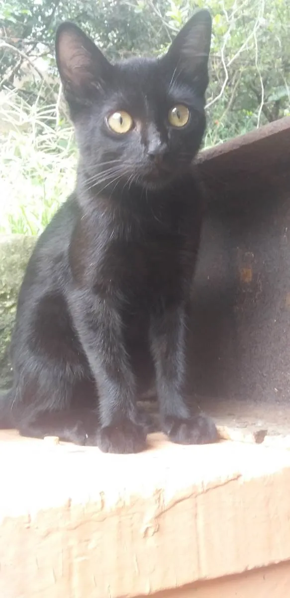 Gato raça SRD-viraLata idade 2 a 6 meses nome (sem nome)