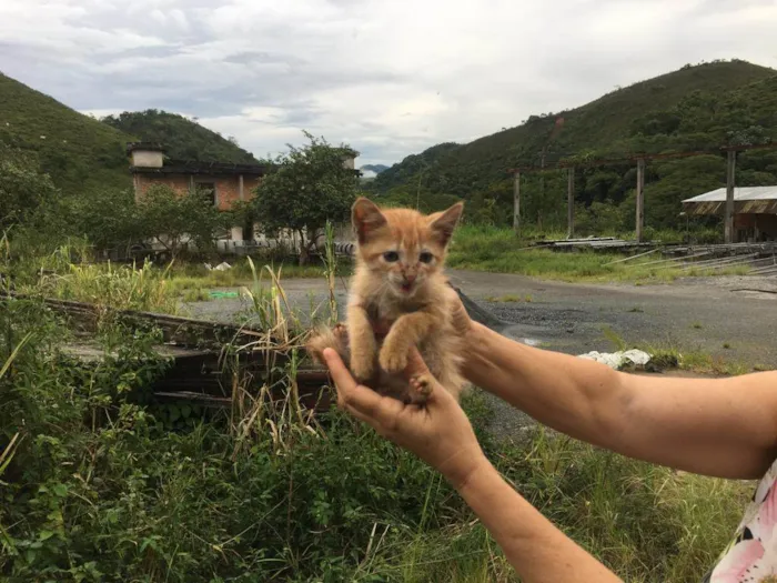 Gato ra a SRD-ViraLata idade Abaixo de 2 meses nome 5bebês 1 mãe