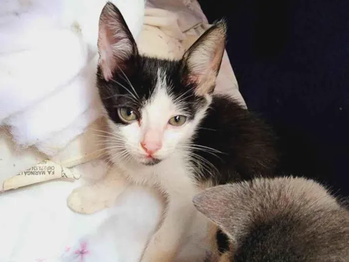 Gato ra a SRD-ViraLata idade Abaixo de 2 meses nome Marte e bela