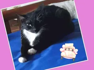 Gato raça  idade 2 a 6 meses nome Pipoca