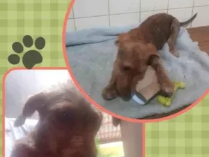 Cachorro raça Srd idade 2 a 6 meses nome Mel