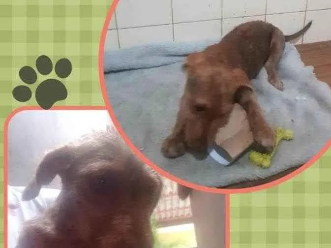 Cachorro raça Srd idade 2 a 6 meses nome Mel