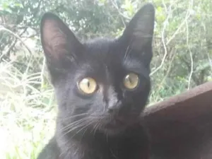 Gato raça SRD-viraLata idade 2 a 6 meses nome (sem nome)