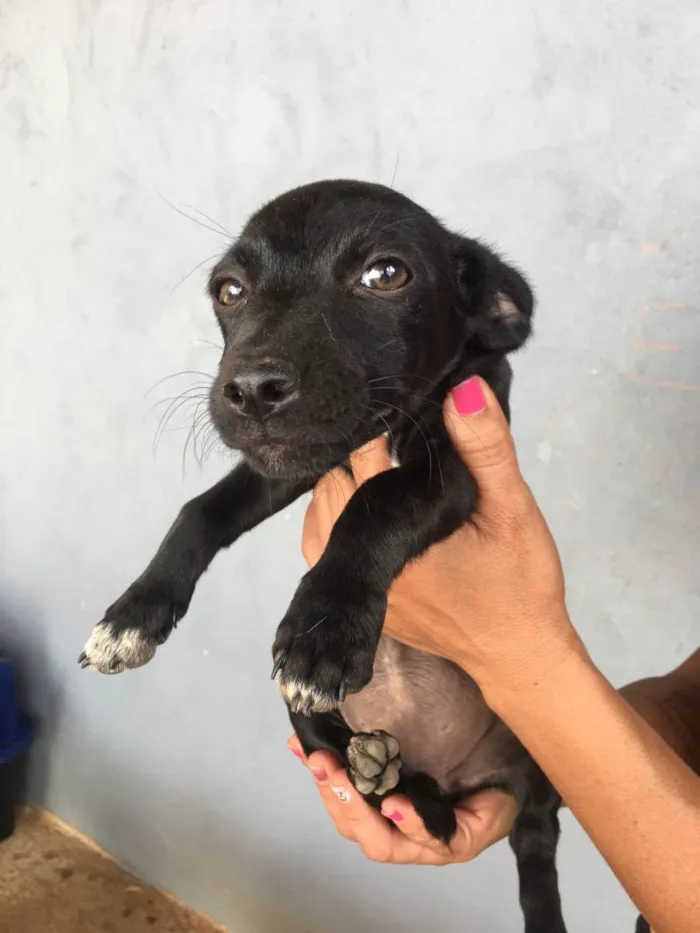 Cachorro ra a Vira lata idade 2 a 6 meses nome Não tem nome