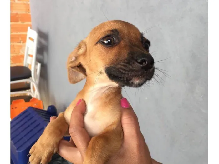 Cachorro ra a Vira lata idade 2 a 6 meses nome Não tem nome