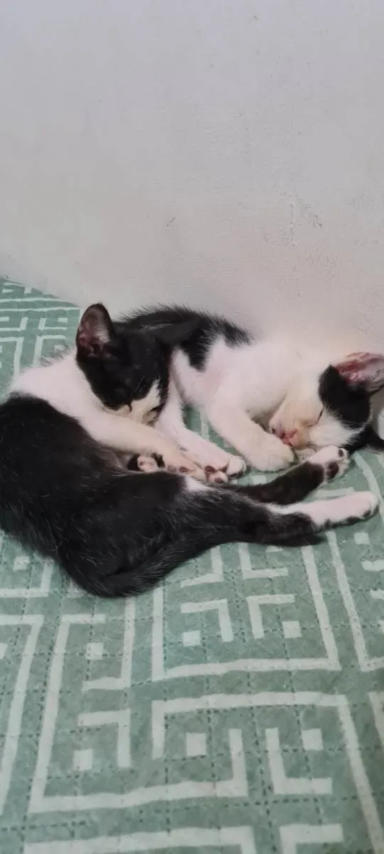 Gato ra a SRD idade Abaixo de 2 meses nome Joaquim e Joaquina 