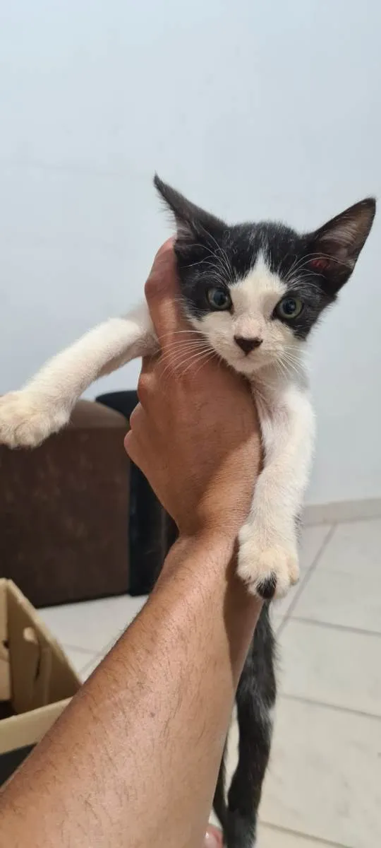 Gato ra a SRD idade Abaixo de 2 meses nome Joaquim e Joaquina 