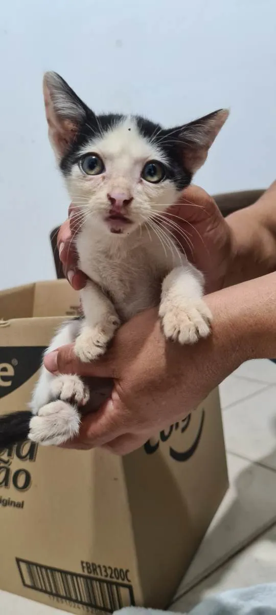 Gato ra a SRD idade Abaixo de 2 meses nome Joaquim e Joaquina 