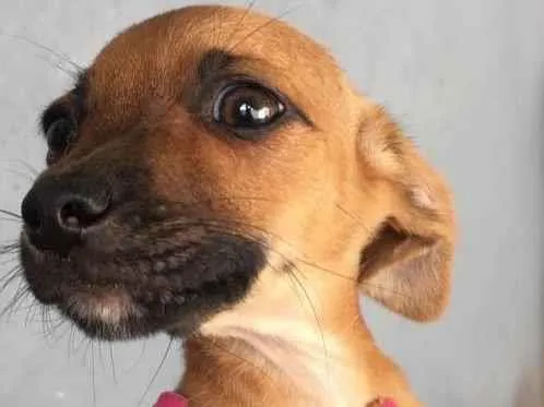 Cachorro ra a Vira lata idade 2 a 6 meses nome Não tem nome