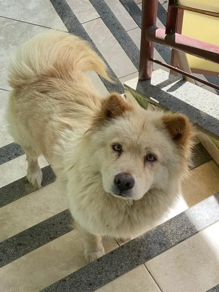 Cachorro ra a Chow Chow idade 4 anos nome AURORA