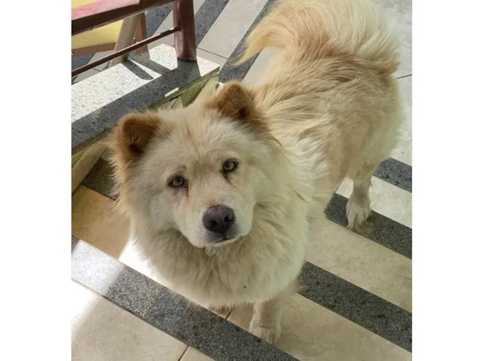 Cachorro ra a Chow Chow idade 4 anos nome AURORA