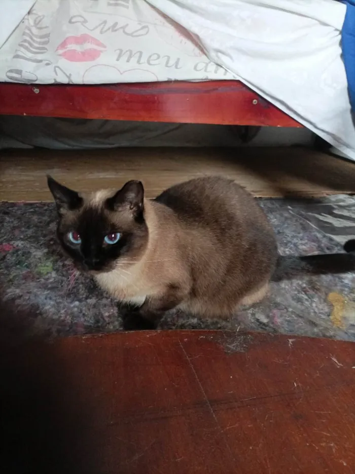 Gato raça Sem raça  idade 2 anos nome Serena