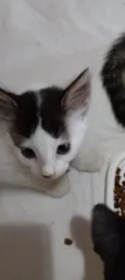 Filhotes de gato