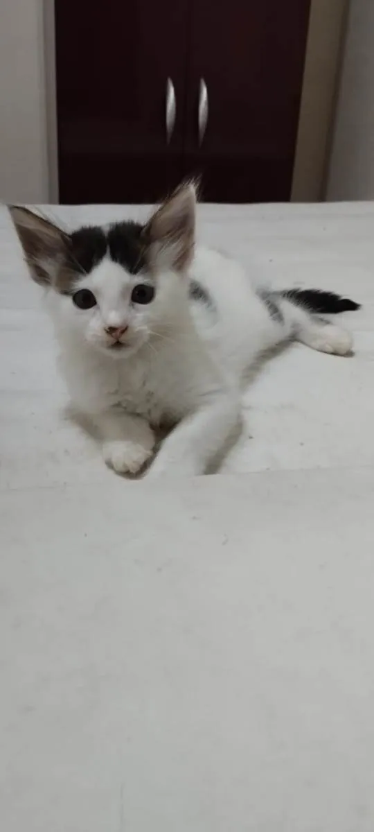 Gato ra a  idade Abaixo de 2 meses nome Filhotes de gato