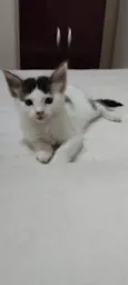 Filhotes de gato