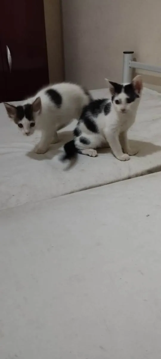 Gato ra a  idade Abaixo de 2 meses nome Filhotes de gato