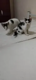 Filhotes de gato