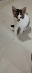 Filhotes de gato