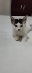 Filhotes de gato